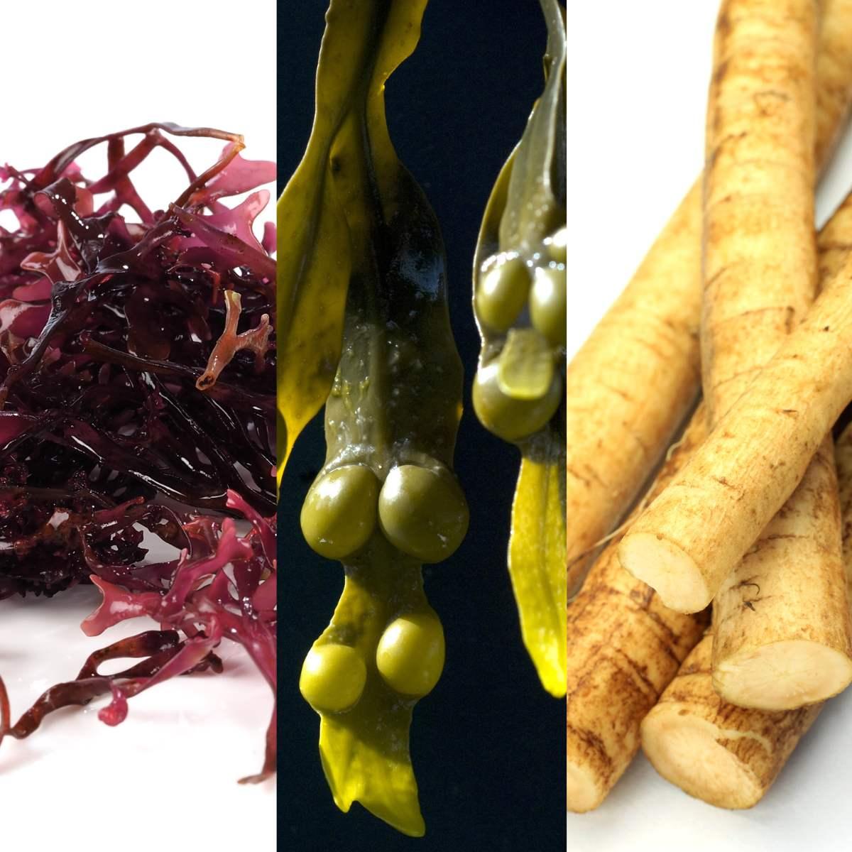 sea moss and burdock root benefits