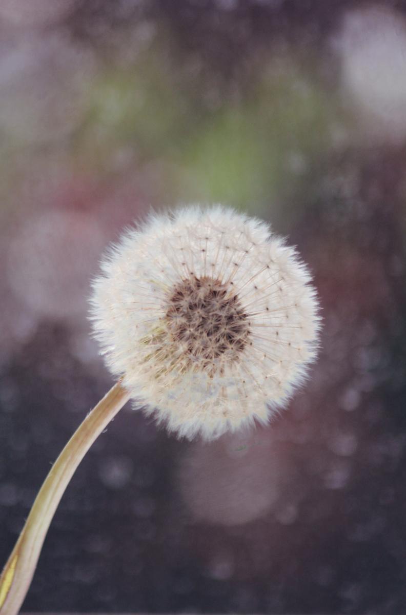 The process of growing protein clumps from the outside of a brain cell in is called “seeding”.