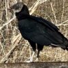 Black Vulture Animal Symbolism