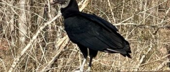 Black Vulture Animal Symbolism