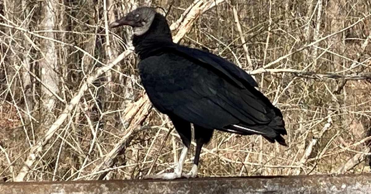 seeing a black vulture meaning