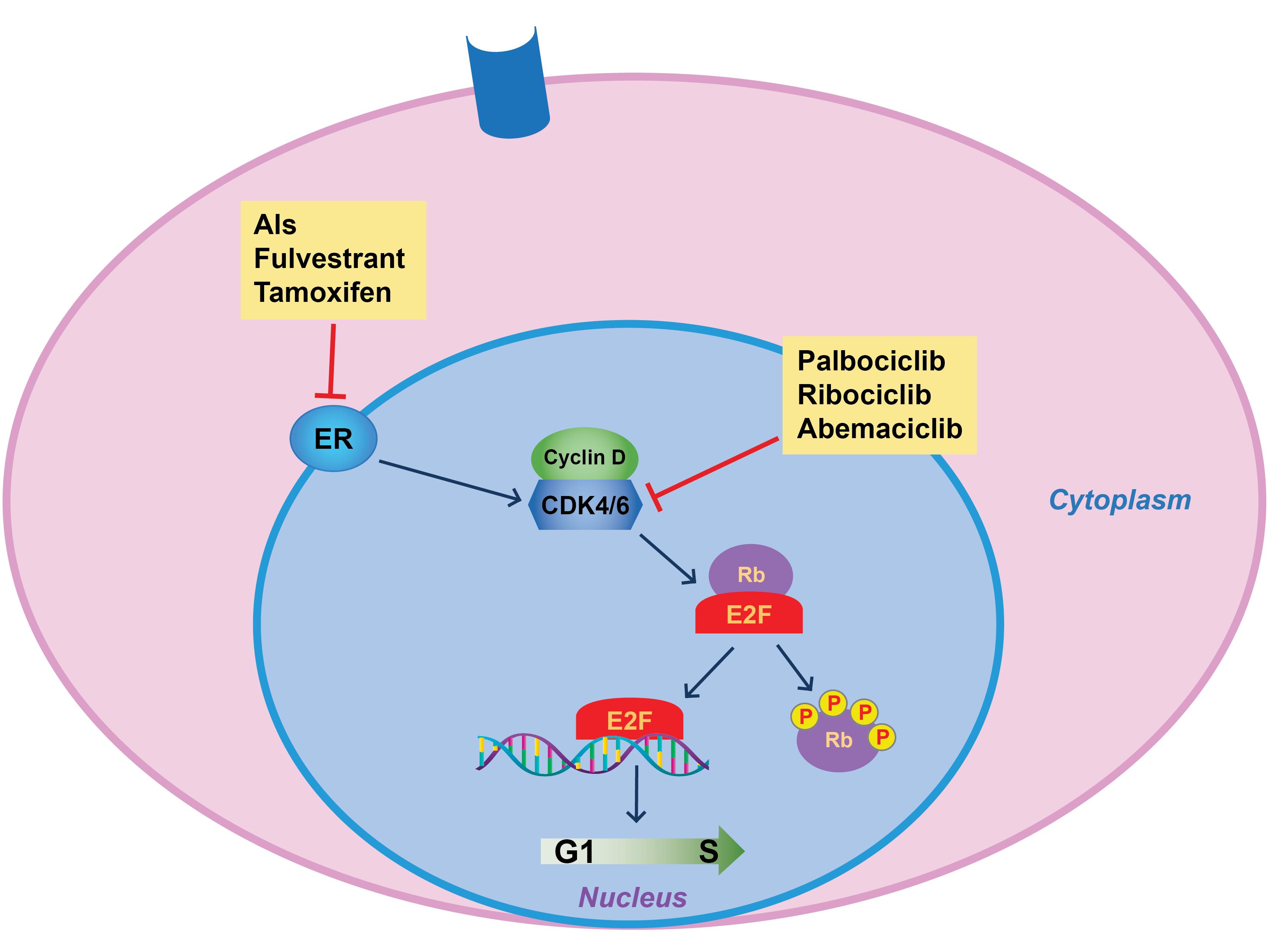 some antifungal medications work by blocking