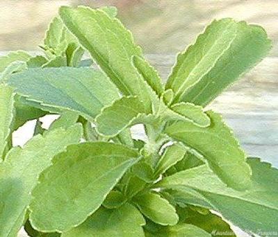 stevia plant where to buy