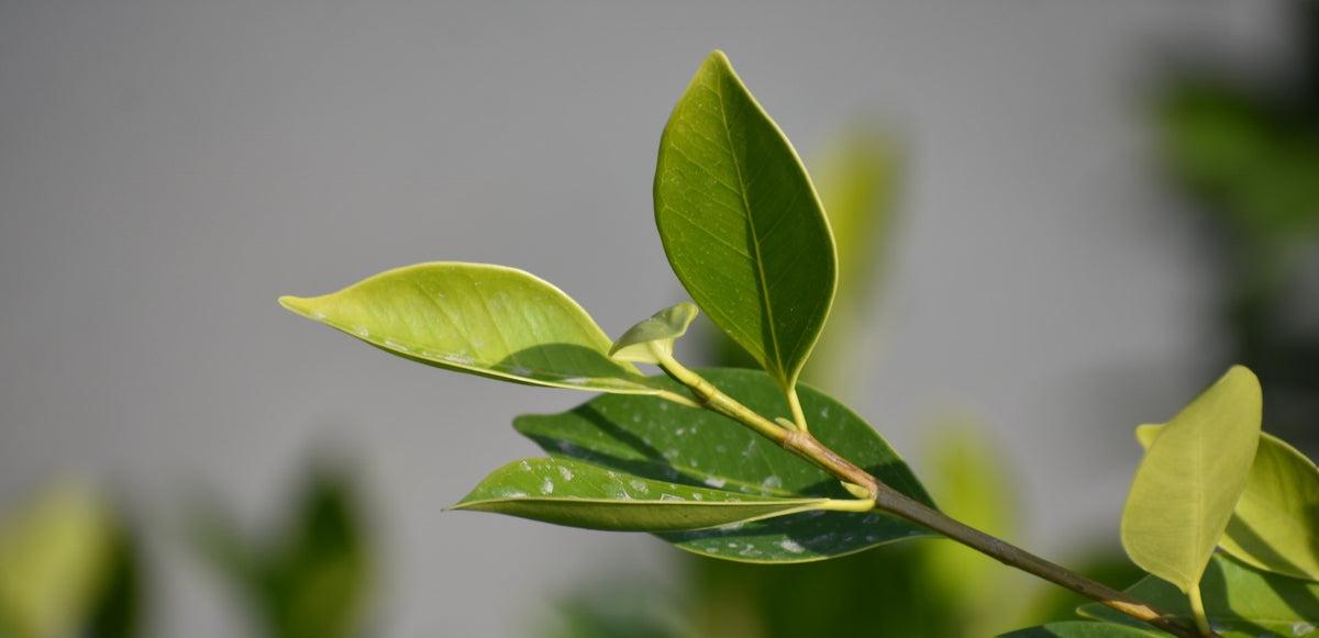 tea tree oil soap benefits for skin