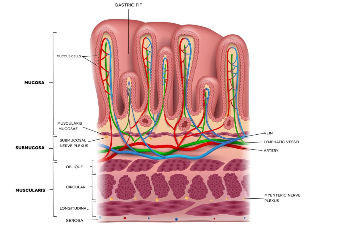 thickening of stomach wall on ct scan