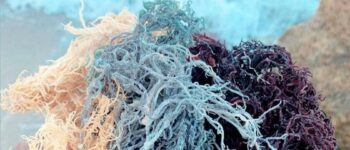 Discover the Benefits of Different Colors of Sea Moss