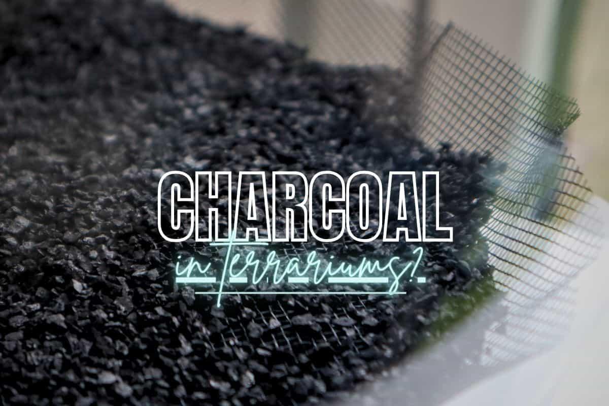 where to buy activated charcoal for terrarium