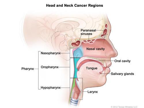 which of the following cavities surround(s) the lungs alone?