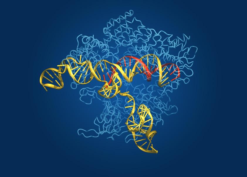 which statement about dna and rna is correct