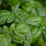 What Does Basil Smell Like?