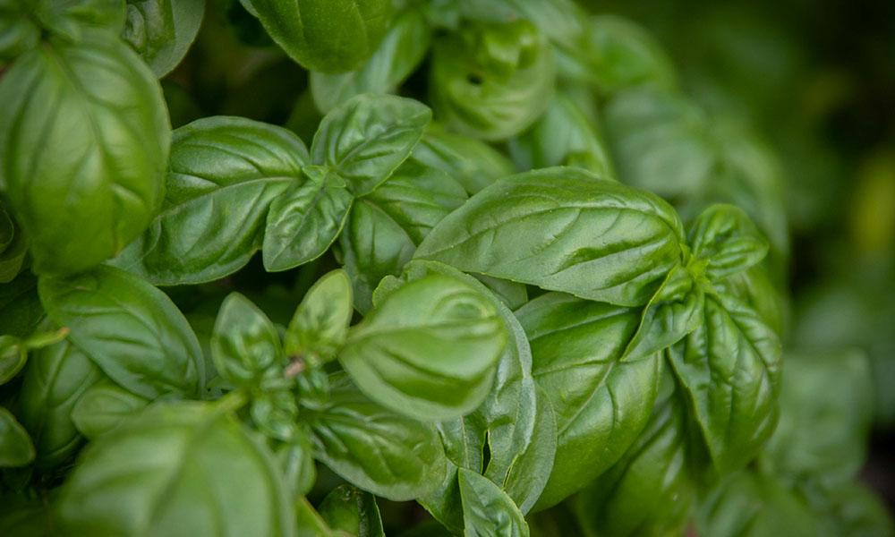 why does my basil smell like licorice